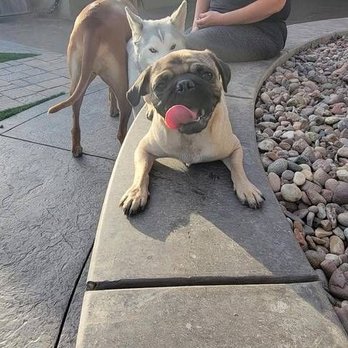 London Ridge Pet Resort - Quick rest afrer all the playtime before dinner/calling it a night =) he was one happy pup! - Pet Boarding Near Me