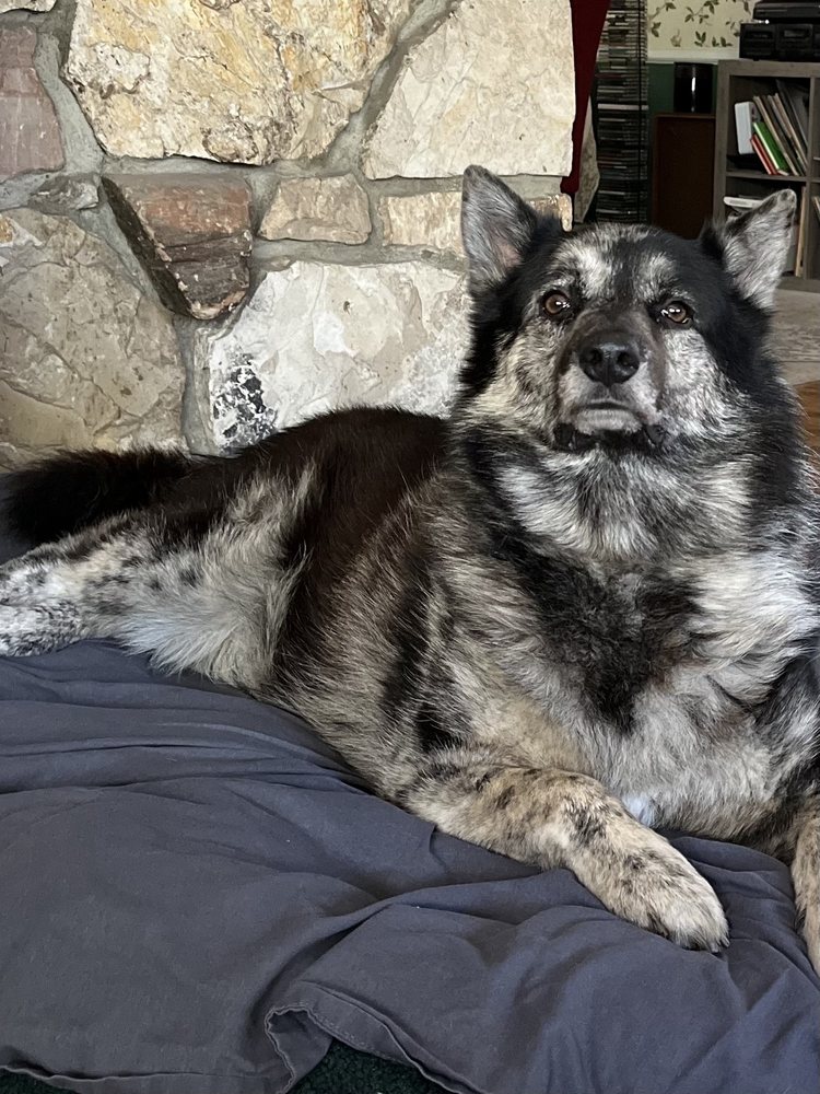 Alleve Animal Hospital