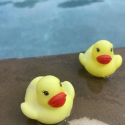 Swim Better Feel Better - Signature rubber ducks used for drills!