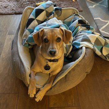 Noah's Bark Dog Services - Pet Sitting Near Me - San Jose, California Noah's Bark Dog Services - Pet Sitting Near Me - San Jose, California