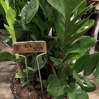 Flora - ZZ plant - Nurseries & Gardening Near Me - Nashville, Tennessee Flora - ZZ plant - Nurseries & Gardening Near Me - Nashville, Tennessee