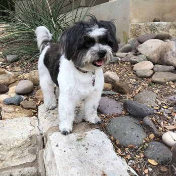 Lauras Doggie Doos - Pet Groomers Near Me - Austin, Texas Lauras Doggie Doos - Pet Groomers Near Me - Austin, Texas
