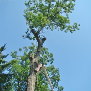 Ace Tree Service - Tree Services Near Me Ace Tree Service - Tree Services Near Me