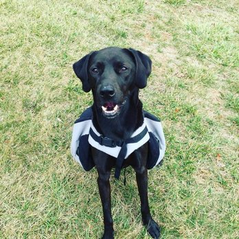 Pack Leader Help - Weight pack for the win! - Pet Training Near Me - Alexandria, Virginia