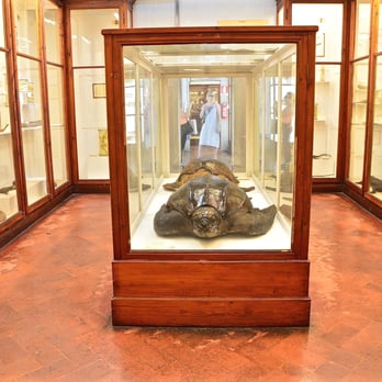 Museo Zoologico La Specola - Museums Near Me - Florence, FI Museo Zoologico La Specola - Museums Near Me - Florence, FI