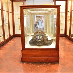 Museo Zoologico La Specola