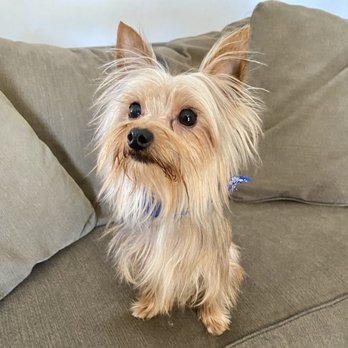 Puppy Momo's Mobile Grooming - Pet Groomers Near Me