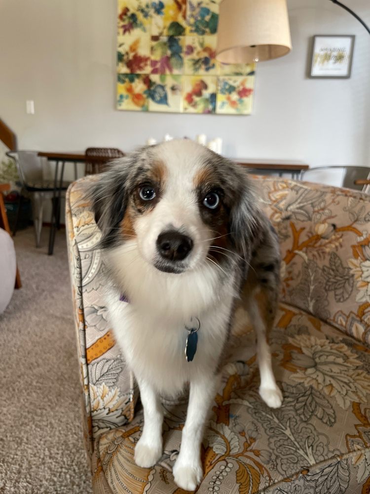 MUTTAMORPHOSIS DOG GROOMING 16 Photos 6810 W Kellogg Dr, Wichita