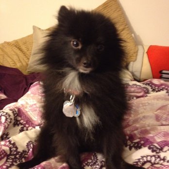 Doggies Divine - What Onyx looked like before the cut! Ok - Pet Groomers Near Me - San Diego, California