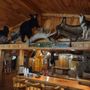 Photo of Track Down Kennels & Lodge