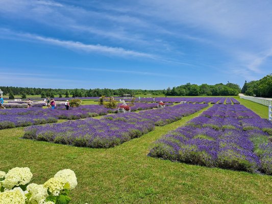 Fragrant Isle Lavender Farm & Shop by null
