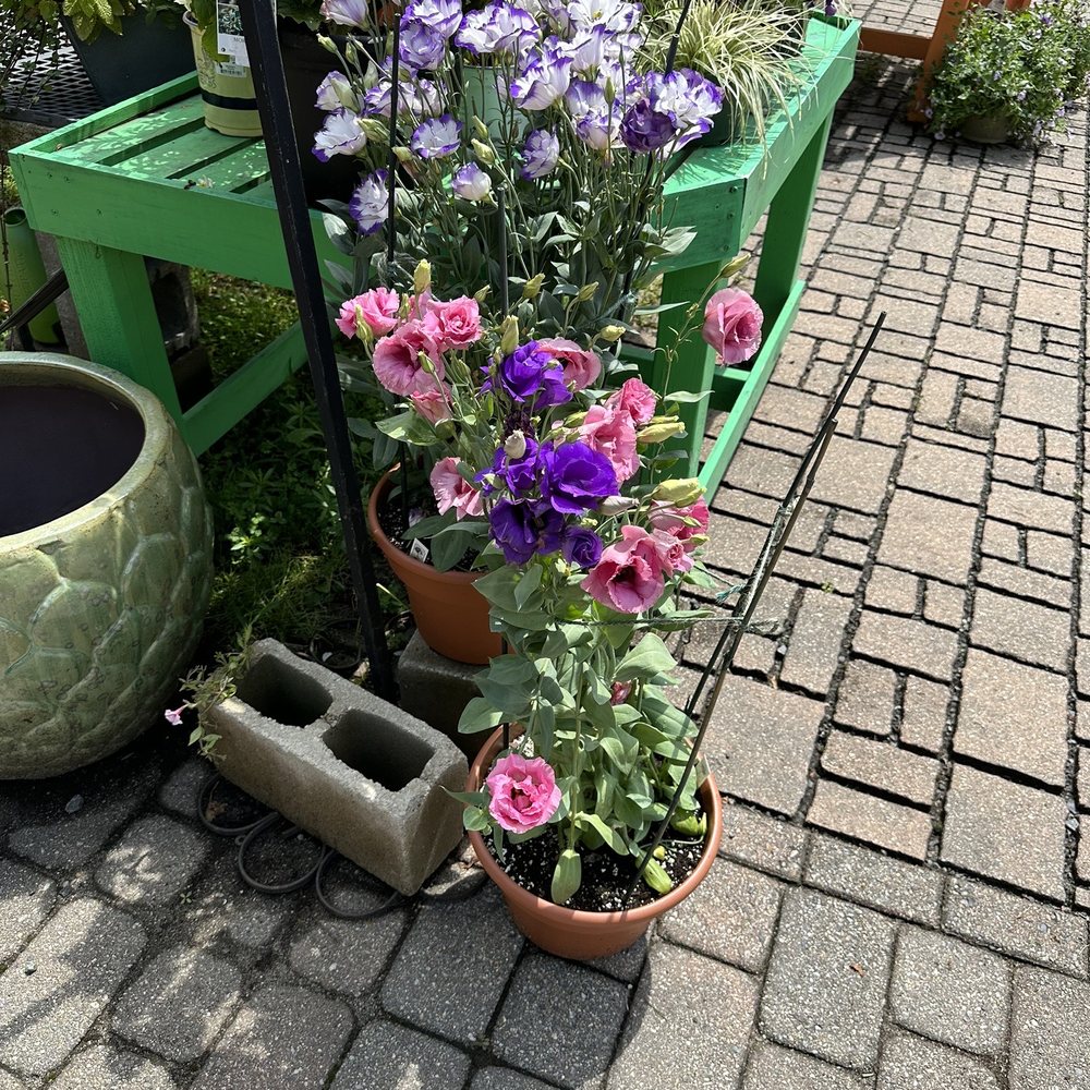 Same Day Flower Delivery Haverhill Ma Best Flower Site