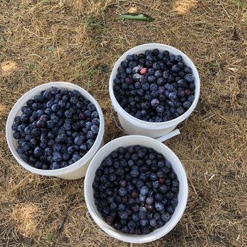 Ott Farms - Our blueberry haul today - Farmers Market Near Me - Modesto, California