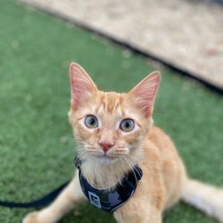 Jacksonville Humane Society - Kitten adoption