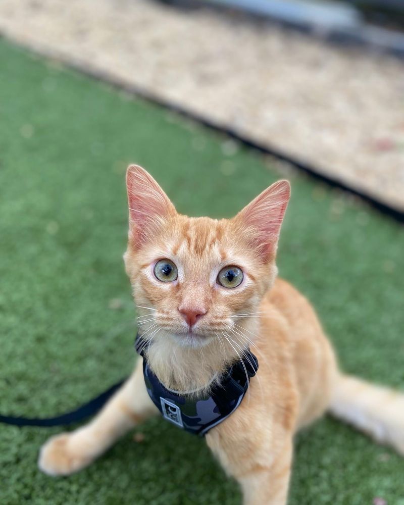 Jacksonville Humane Society Image