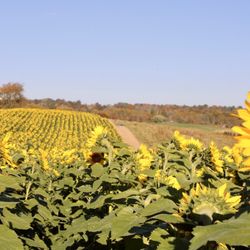 Sunflower field mid October