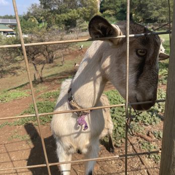 Surfing Goat Dairy - Cheese Shops Near Me - Kula, Hawaii Surfing Goat Dairy - Cheese Shops Near Me - Kula, Hawaii