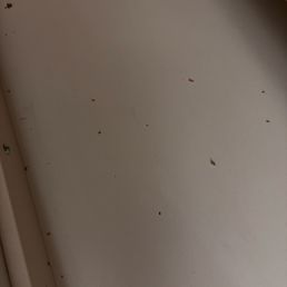 bugs :(