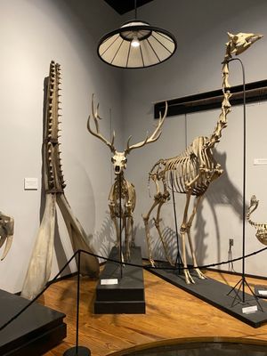 The Charleston Museum by null