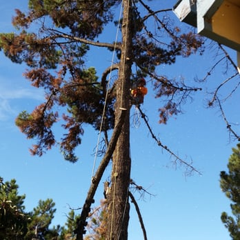 AAA Tree Service Inc - AAA Tree crew member high up in a pine, carefully dropping a large branch that had just been cut.  Excellent safety practices. - Tree Services Near Me