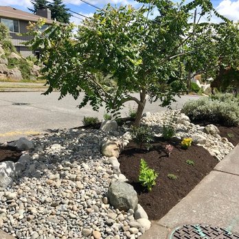 Vertumni Fine Landscaping & Gardening - a tree in a rock bed - Landscaping Near Me - Seattle, Washington