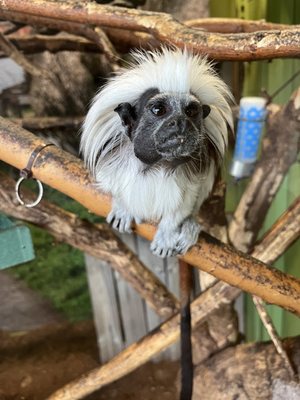 Chattanooga Zoo by null