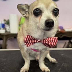 The Spotted Dog Pet Spa