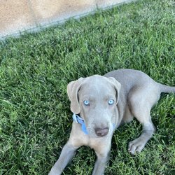 Gracie and Blue