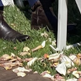 Are these white gutter petals or just dead petals? Is this worth $185?