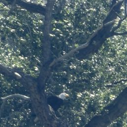 We saw a bald eagle