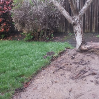Hardin's Tree Service - Before Photo #1:
Tree with ridiculously large root (and the shrub bush behind it)
Jackie & Jason M. - Tree Services Near Me - Sacramento, California Hardin's Tree Service - Before Photo #1:
Tree with ridiculously large root (and the shrub bush behind it)
Jackie & Jason M. - Tree Services Near Me - Sacramento, California