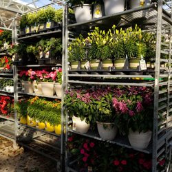 Lowe's Home Improvement - Plants