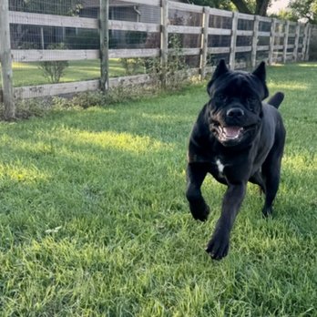 Fidecore Cane Corso - Pet Breeders Near Me Fidecore Cane Corso - Pet Breeders Near Me