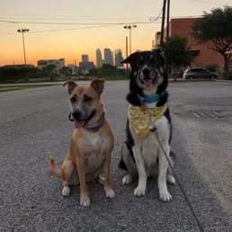 Penny and Banjo walking after training. They sit in one spot waiting for the next command!