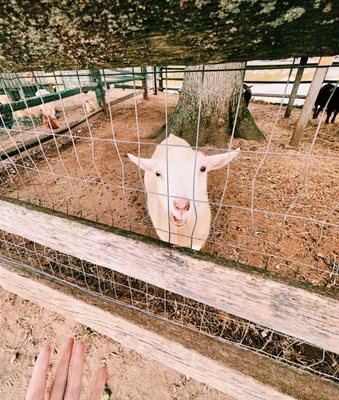 HYSTERIA at Connors Farm by null