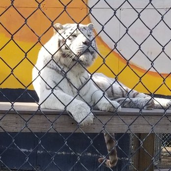 Cat Tales Wildlife Center - Amusement Parks Near Me - Spokane, Washington Cat Tales Wildlife Center - Amusement Parks Near Me - Spokane, Washington