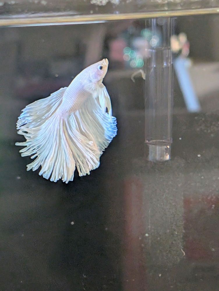 Marine World Tropical & Salt Water Fish