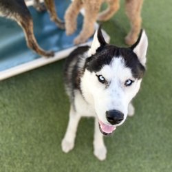 Best Dog Hotel Near Me - December 2021 Find Nearby Dog Hotel Reviews - Yelp