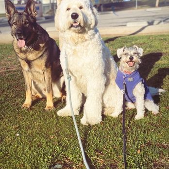 A-Team Dog Training - We boarded him with Dawit for a week while we had some minor renovation at the house and he had a blast!! - Pet Training Near Me