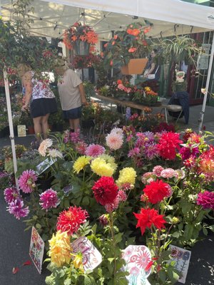 Campbell Farmer's Market by null