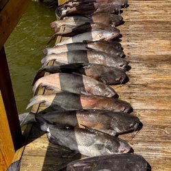 Gator Brown's Bait & Tackle Shop - A good day