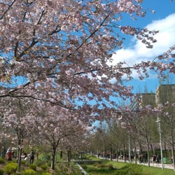 Pruniers en fleurs