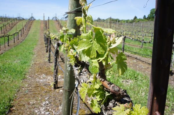 BobDog Wines by null