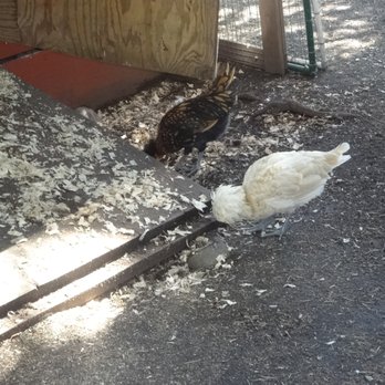 Beacon Hill Children's Farm - chickens - Zoos Near Me - Victoria, British Columbia Beacon Hill Children's Farm - chickens - Zoos Near Me - Victoria, British Columbia
