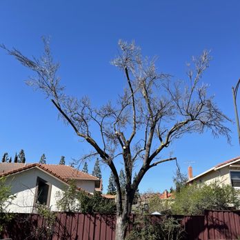JC Tree Experts - Large tree after pruning - Tree Services Near Me JC Tree Experts - Large tree after pruning - Tree Services Near Me