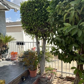One Day Tree service - Our bush tree that's been hanging around for years. - Tree Services Near Me - Los Angeles, California One Day Tree service - Our bush tree that's been hanging around for years. - Tree Services Near Me - Los Angeles, California