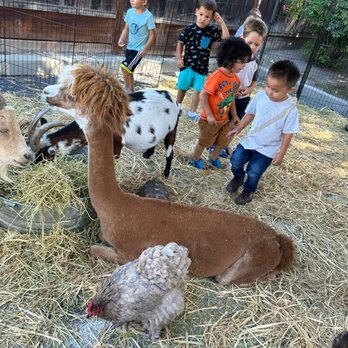 Kinderwood Preschool - Petting animal - Child Care & Day Care Near Me - San Jose, California Kinderwood Preschool - Petting animal - Child Care & Day Care Near Me - San Jose, California