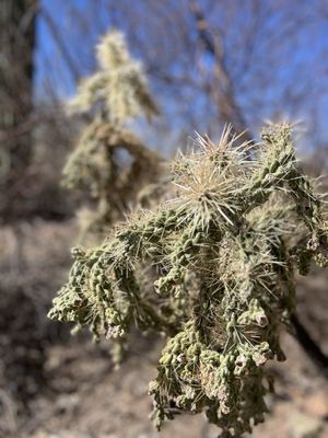 Tucson Mountain District by null