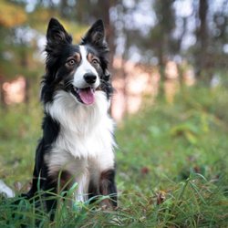 All About Animals