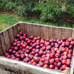 Ragged Hill Cider Company - Getting ready for the press!